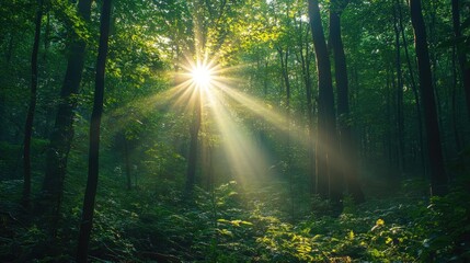 Sun shining through trees in lush green forest