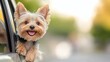 © ArtCookStudio - Happy Yorkie enjoying a sunny day with head out of a car window during a road trip
