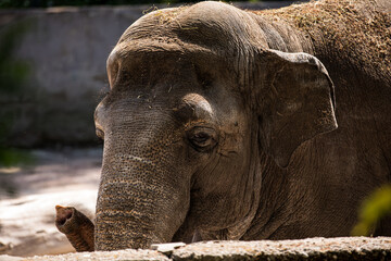 This image shows a closeup view of an elephant that is covered in dirt