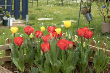Wall Mural - tulipes rouges et jaunes dans un jardin au printemps