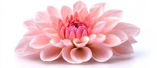 Poster - Pink Dahlia Flower Blossom