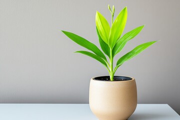 A minimalist potted plant on a clean surface, with a simple ceramic pot and a single sprouting plant