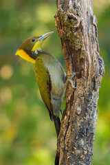 Greater yellownape (Chrysophlegma flavinucha), with beautiful green colored background. Colorful woodpecker with green feather sitting on the ground in the forest. Wildlife scene from nature,