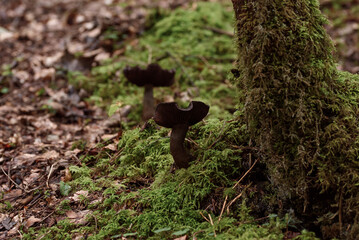 Dark brown mushrooms grow in nature at autumn forest.