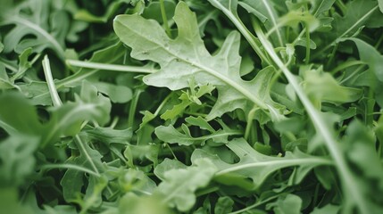 Poster - Fresh, lush green arugula leaves are closely packed, showcasing their vibrant, healthy, and leafy texture, ideal for a refreshing salad.