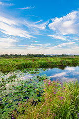 Wall Mural - serene view of calm water in dutch polder landscape under a beautiful sky