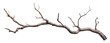 © PNGuin Studio - Dry tree branch with twisting limbs, isolated on transparent cutout background