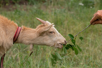 Portrait of a little goat.Baby goat in farm is eating fresh green grass on ground. Lovely young farm pet for agriculture and farming.