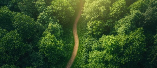 Canvas Print - Aerial View of a Winding Forest Path