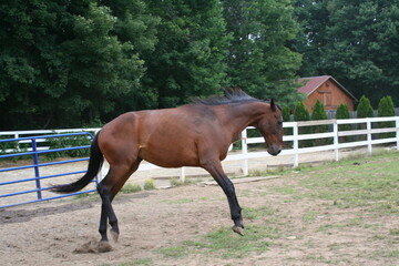 A brown horse galloping playfully in a fenced area surrounded by trees and a nearby rustic building during the day