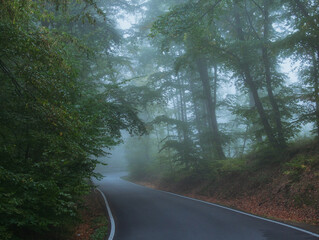 Creepy mysterious green foggy forest during autumn day with asphalt road and green foliage