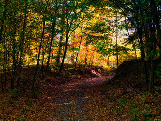 Colorful forest during autumn day with road and colorful foliage