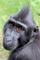 Wall Mural - crested macaque (macaca nigra) close up