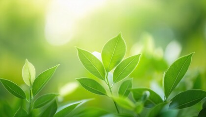 Nature of green leaf in garden at summer. Closeup beautiful attractive nature view of green leaf on blurred greenery background in garden with copy space using as background natural green plants lands