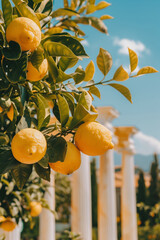 Ripe lemons on a tree with antique columns in the background.Ripe lemons on a tree with antique columns in the background.