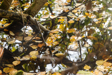 background of fallen autumn leaves floating in a lake of rainwater