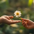 © Anan - World Kindness Day Hand holding a flower extended towards another hand, World Kindness Day, small gestures of kindness