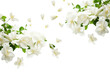 © Rawpixel.com - PNG  Photo of flying jasmine flowers blossom plant petal.