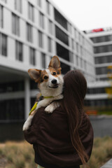 Corgi dog smile and happy in autumn day with girl on hand