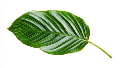 Wall Mural - A leafy green leaf with a white background