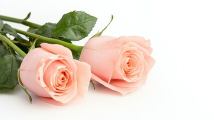 Wall Mural - Two pink roses are in a vase