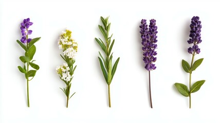 Wall Mural - A row of purple and white flowers are arranged in a line