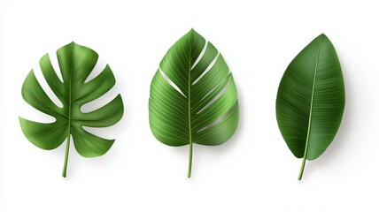 Canvas Print - Three green leaves with one of them being a palm leaf