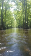 Serene river flowing through lush green forest with tall trees and shimmering water on a sunny day in peaceful nature setting