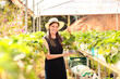 © Marcio - A smiling Brazilian woman farmer holds strawberry seedlings in a sustainable greenhouse. This image promotes family farming, organic agriculture, and small business efforts in local food production