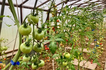 green apples on tree