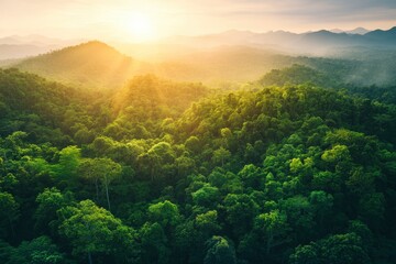 Wall Mural - Aerial top view forest tree, Rainforest ecosystem and healthy environment concept background, generative ai