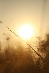  Beautiful view of plants at sunrise in morning, closeup