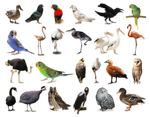 Wall Mural - Many beautiful exotic birds on white background, collection