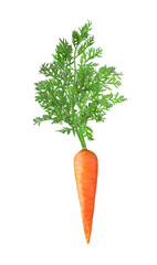 Sticker - Fresh ripe carrot with green leaves isolated on white