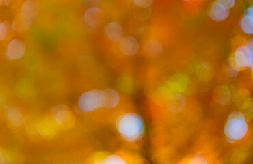 Autumn defocused nature. Blur backdrop of autumn leaves. Unfocused colorful season. Bokeh autumn leaves. Fall blurred background orange color. Fall nature. Blurred bokeh background. Artistic blur