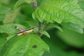 green grasshopper on a leaf