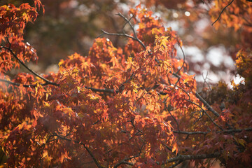 Autumn at the ancient temple in Shiga Prefecture, Japan