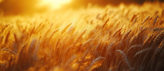 Wall Mural - Golden Wheat Field at Sunset