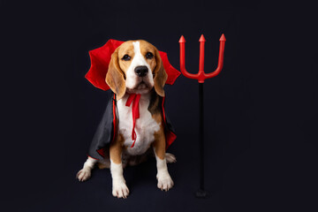 A beagle dog with a red and black cape and a trident as a costume for carnival or Halloween on a black isolated background.