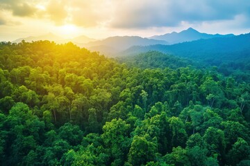 Wall Mural - Aerial top view forest tree, Rainforest ecosystem and healthy environment concept background, Texture of green tree forest view from above, generative ai