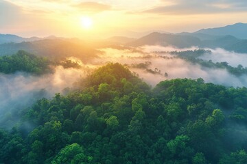 Wall Mural - Aerial top view forest tree, Rainforest ecosystem and healthy environment concept background, Texture of green tree forest view from above, generative ai