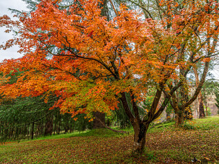 Sticker - Brilliantly Coloured Japanese Maple Tree