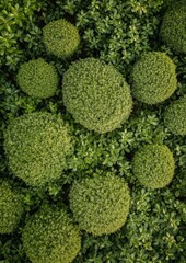 Poster - Aerial View of Symmetrical Green Forest Patterns with Circular Frames in Soft Diffused Light