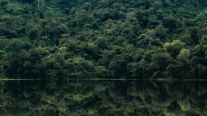 Wall Mural - environmental conservation, emphasizing importance of green leaves and trees in forests, sustainable