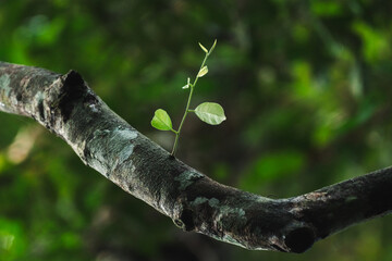 Wall Mural - environmental conservation, emphasizing importance of green leaves and trees in forests, sustainable