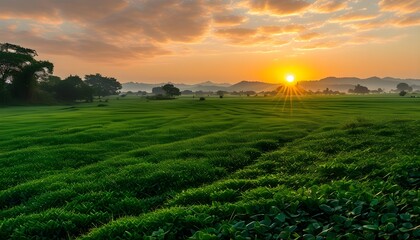 Wall Mural - Radiant Golden Sunrise Illuminating a Lush Green Landscape