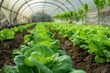 © Vlad - Agriculture Greenhouse. Modern Organic Farming with Rows of Green Crops
