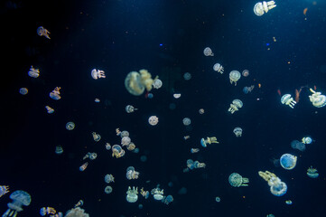 medusa jellyfish swimming in an aquarium with dark blue water