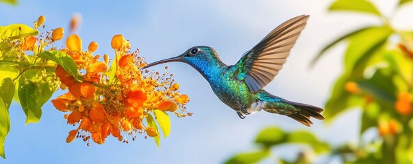 hummingbird with tropical orange pride of barbados flowers against the blue sky in the sunlight