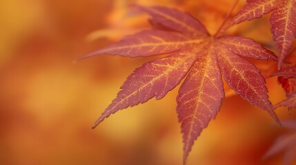 Maple tree leaves close-up view in autumn, yellow, orange and red tree leaves